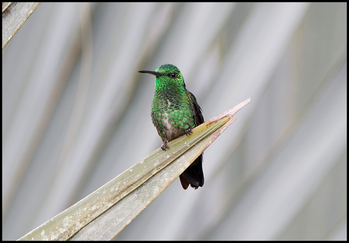 Черноклювый изумруд - ML643948330