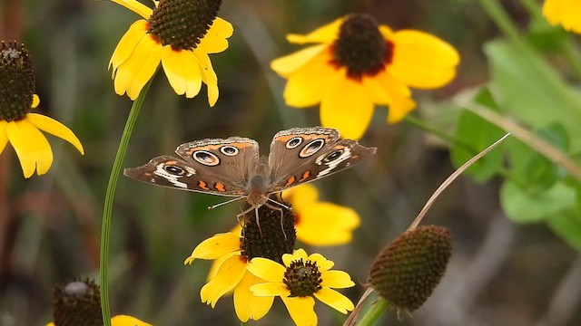 Common Buckeye - ML643948343