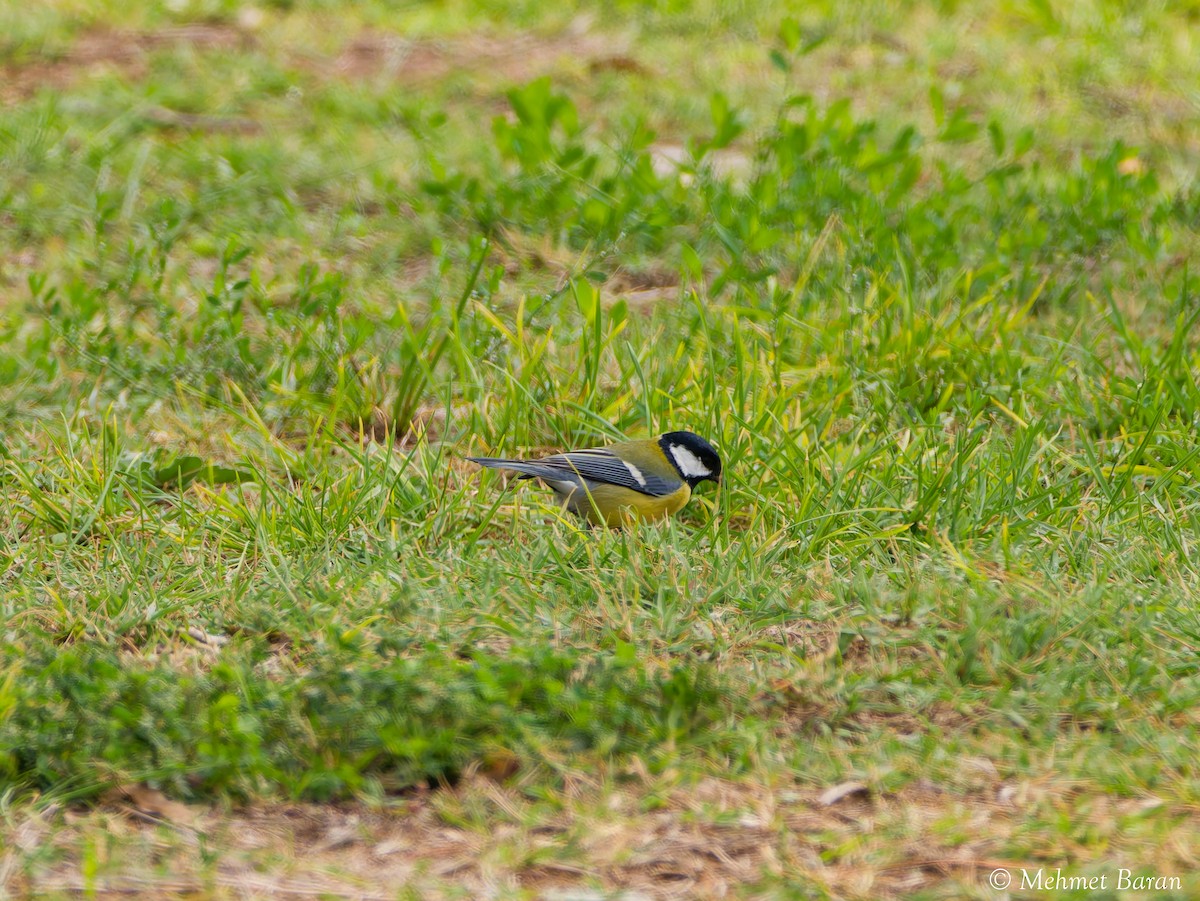 Great Tit - ML643948358