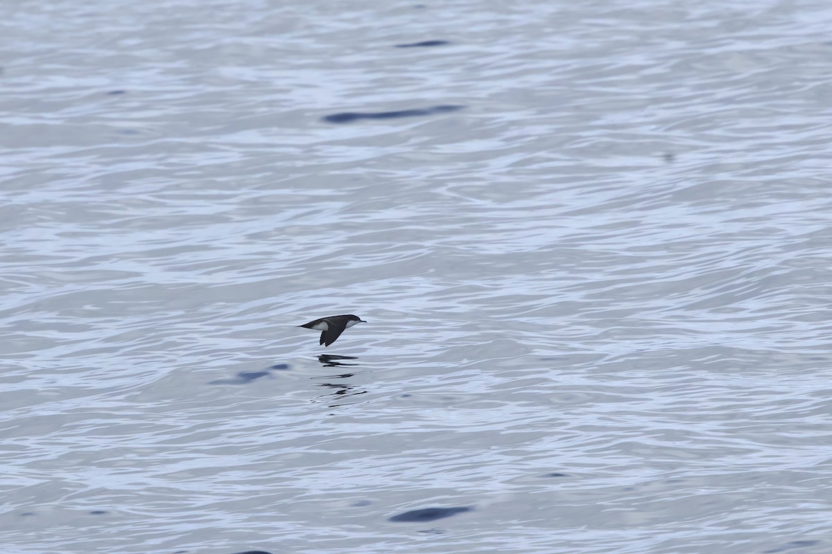 Puffin des Galapagos - ML643948362