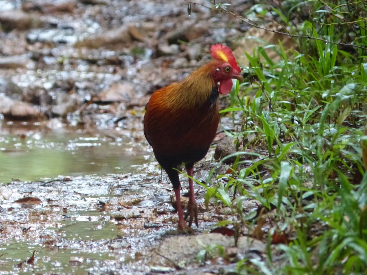 Sri Lanka Junglefowl - ML643948370