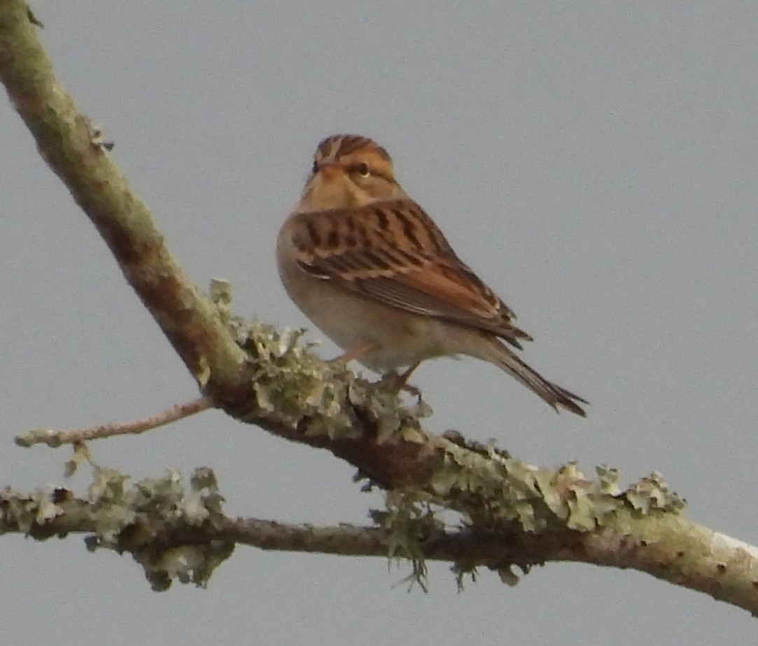 Chipping Sparrow - ML643948379