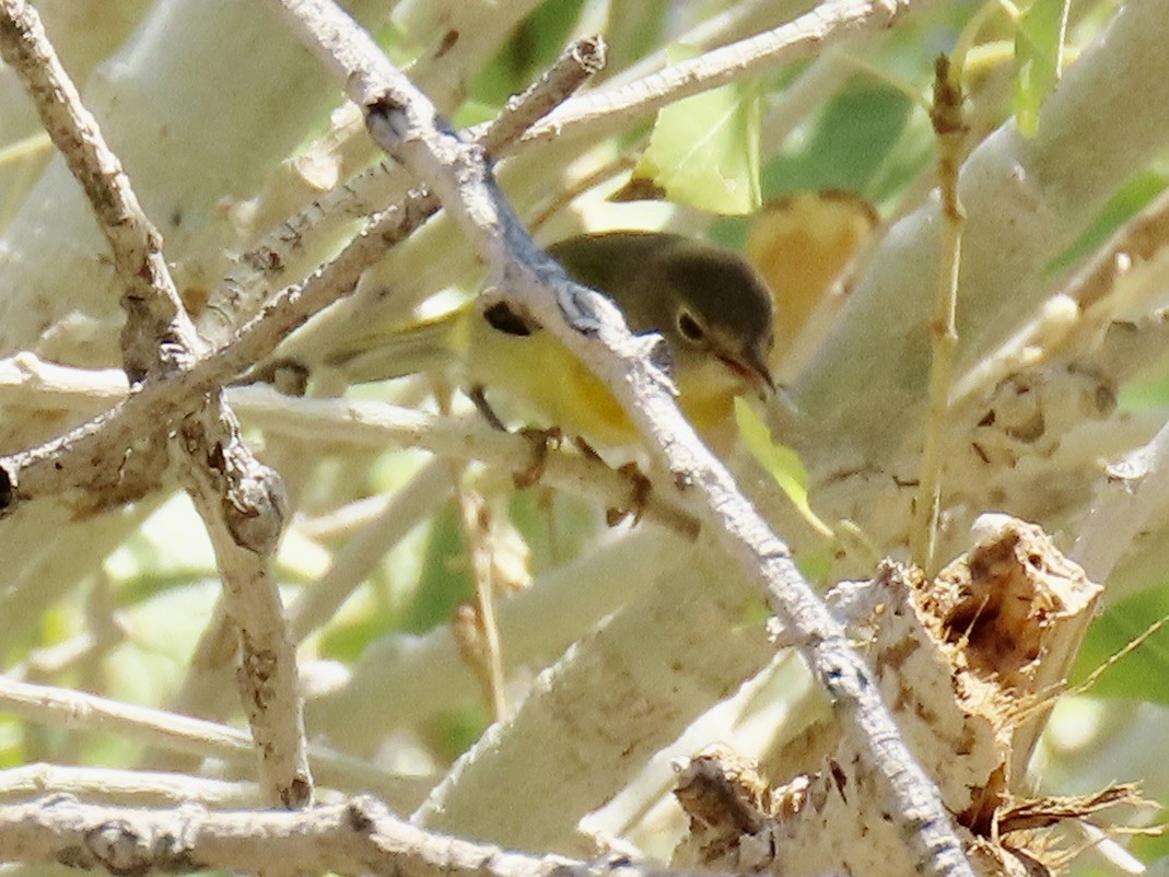 Nashville Warbler - ML643948381