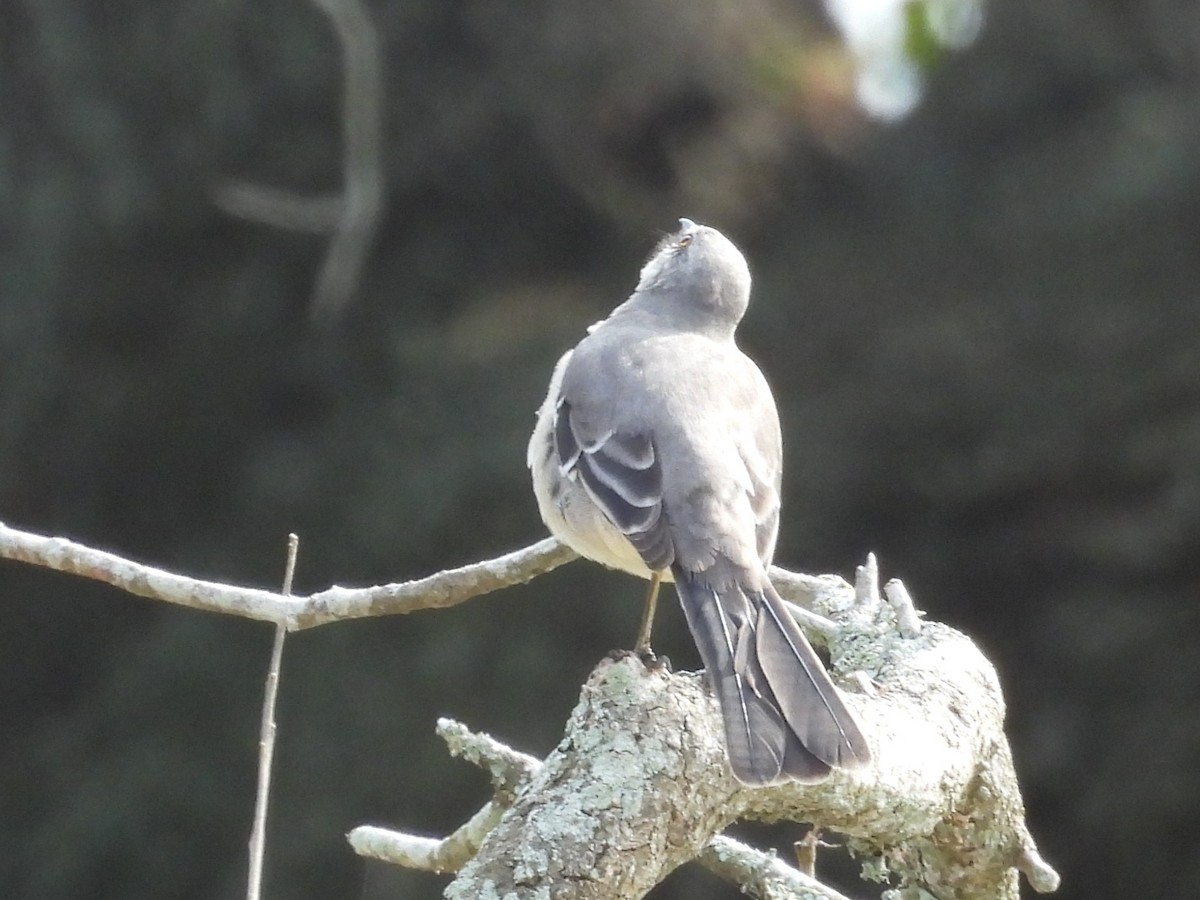 Northern Mockingbird - ML643948384
