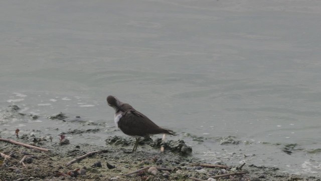 Common Sandpiper - ML643948389