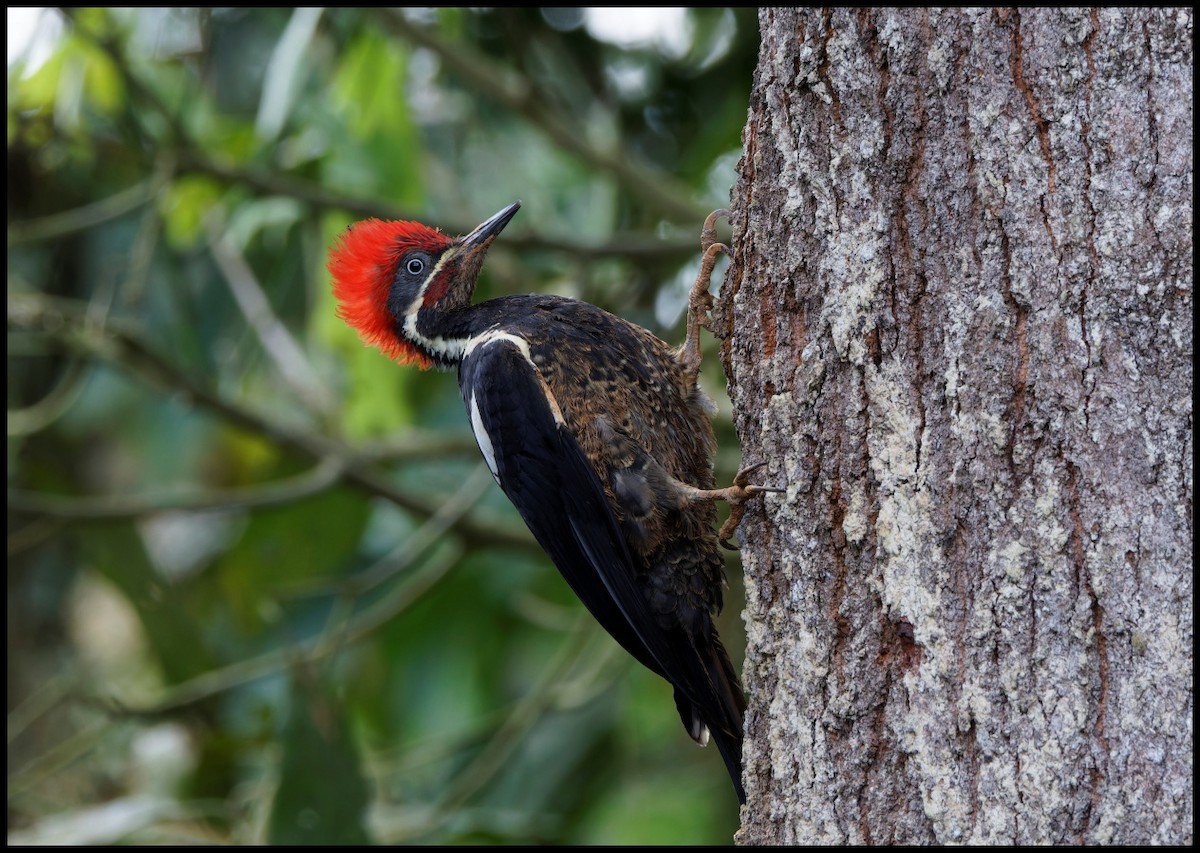Lineated Woodpecker - ML643948390