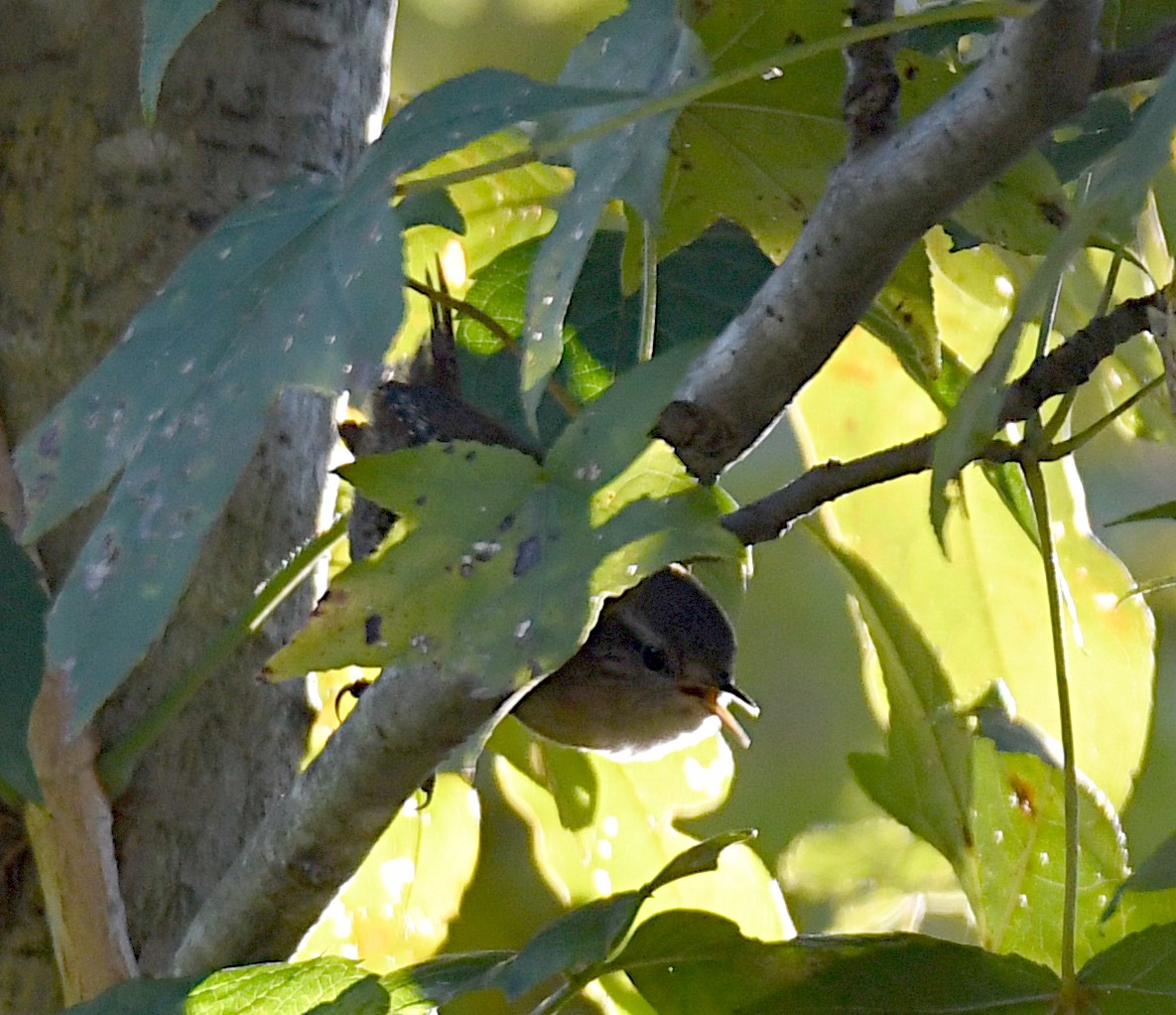Winter Wren - ML643948396