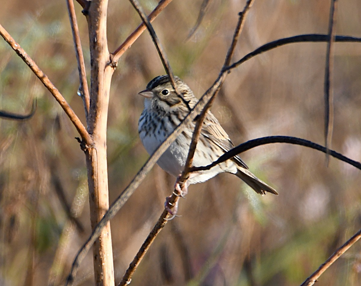 Savannah Sparrow - ML643948421