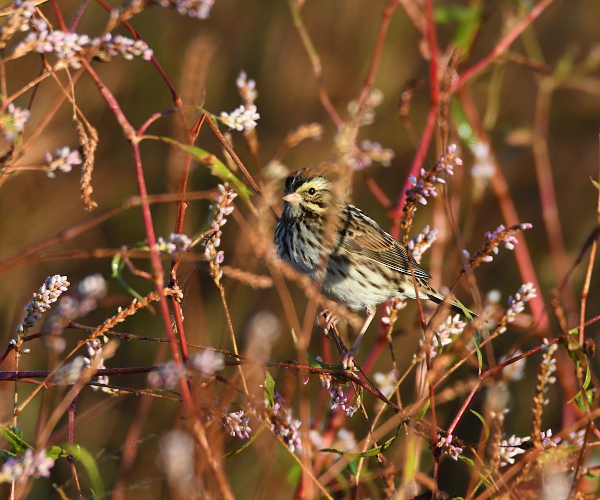 Savannah Sparrow - ML643948422