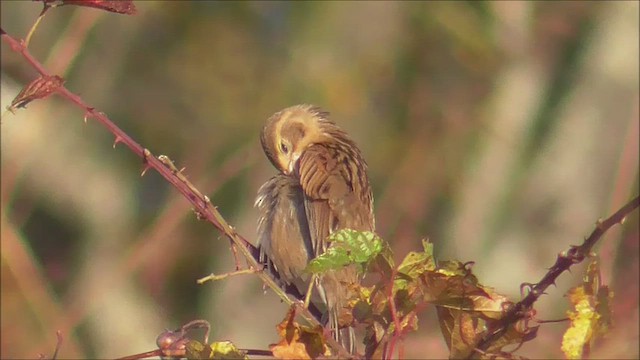 Dickcissel - ML643948429