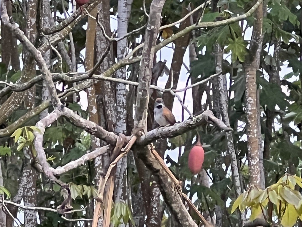 Synallaxe à ventre blanc - ML643948449