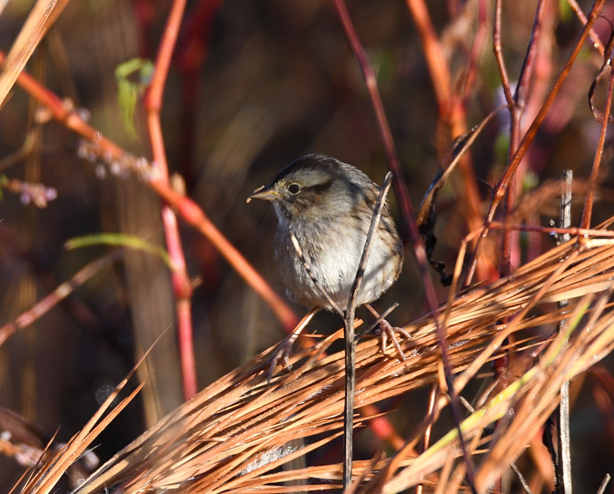 Swamp Sparrow - ML643948451