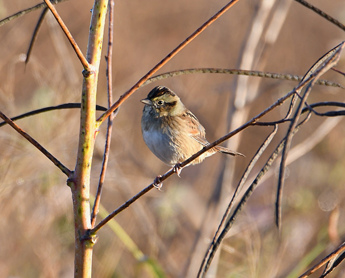 Swamp Sparrow - ML643948452