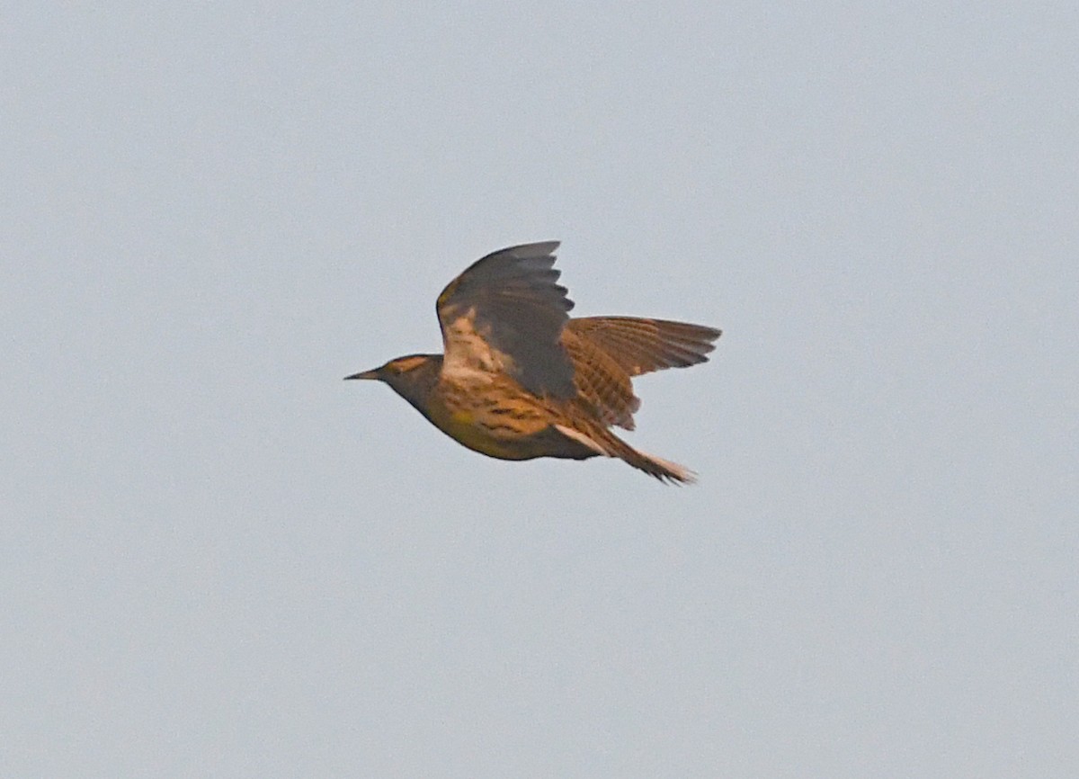 Eastern Meadowlark - ML643948455