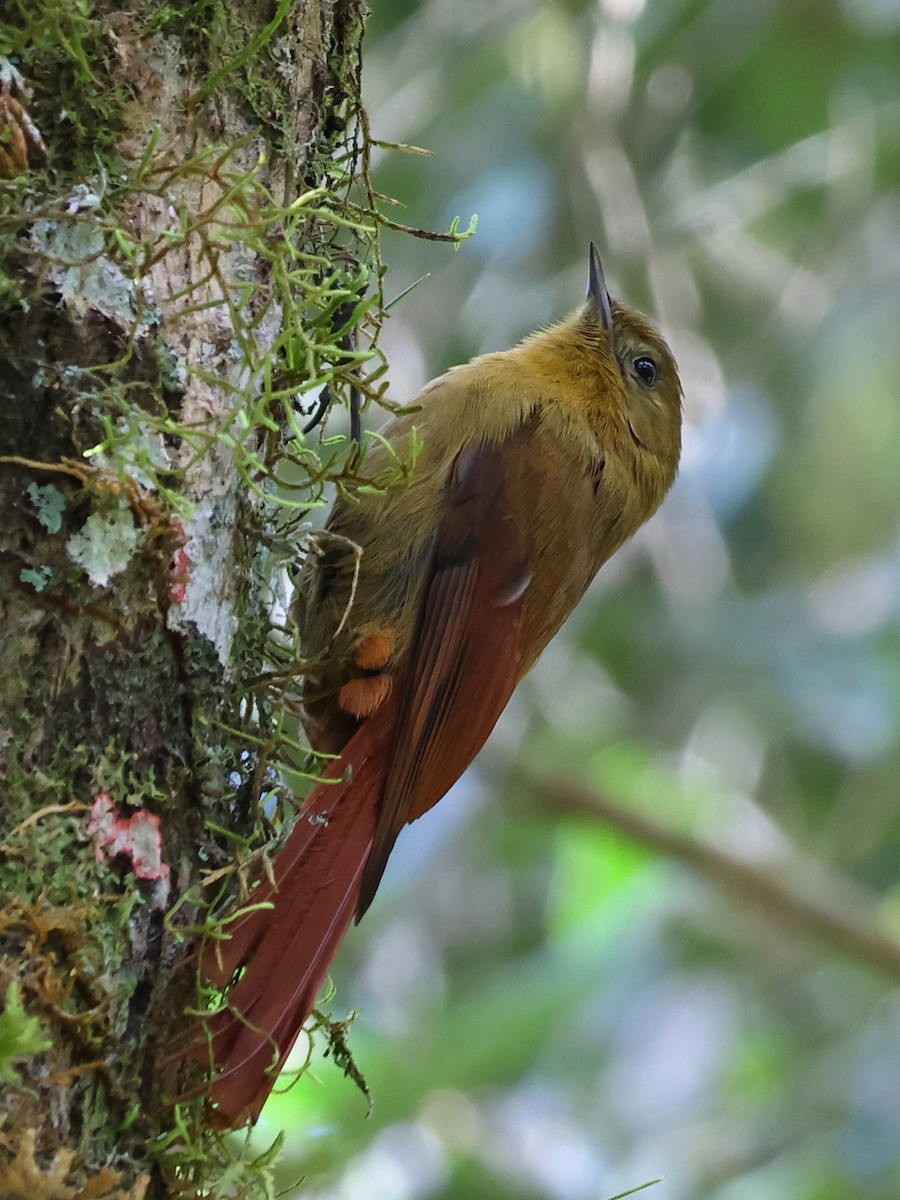 Olivaceous Woodcreeper - ML643948470