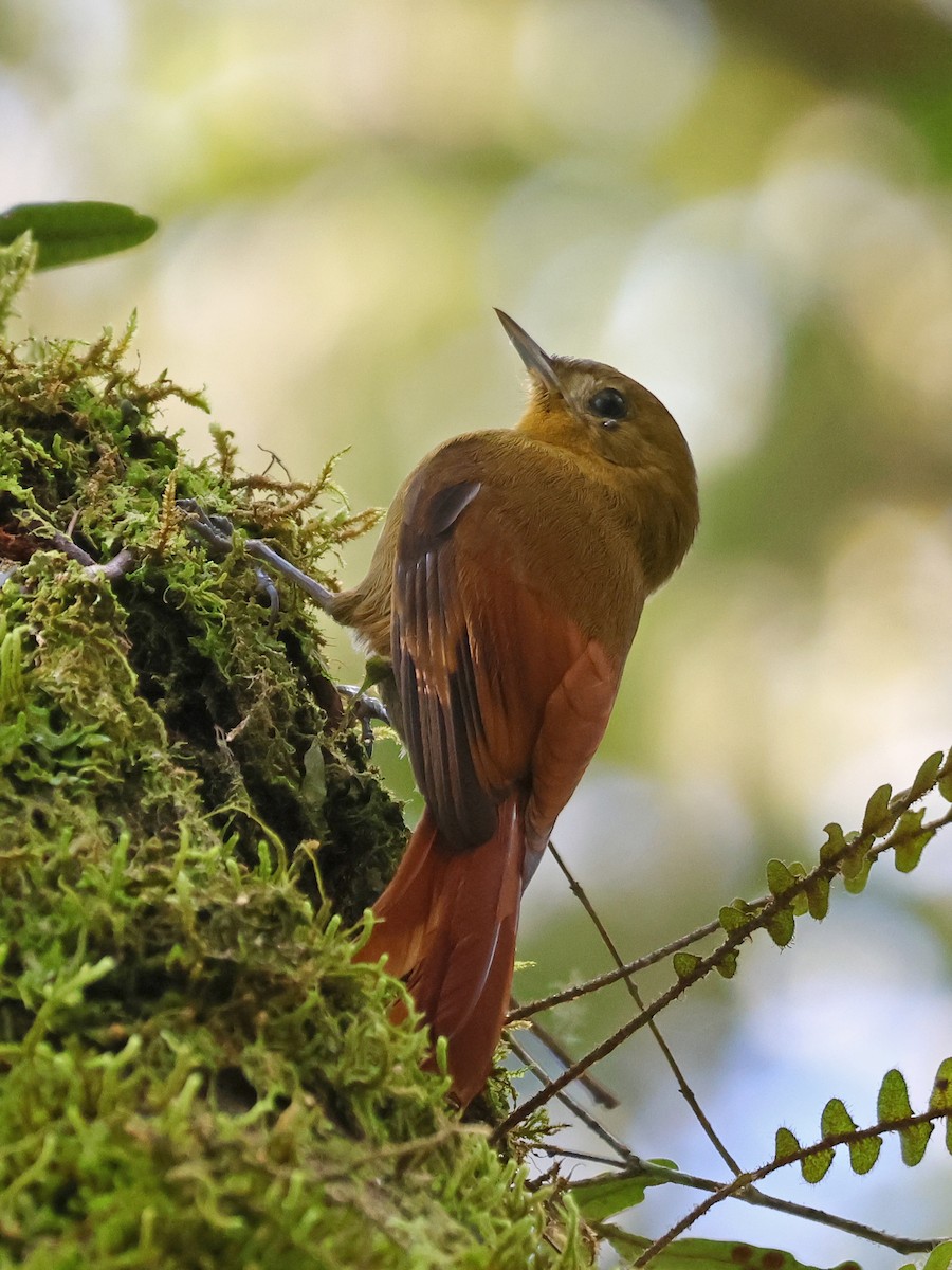 Olivaceous Woodcreeper - ML643948471