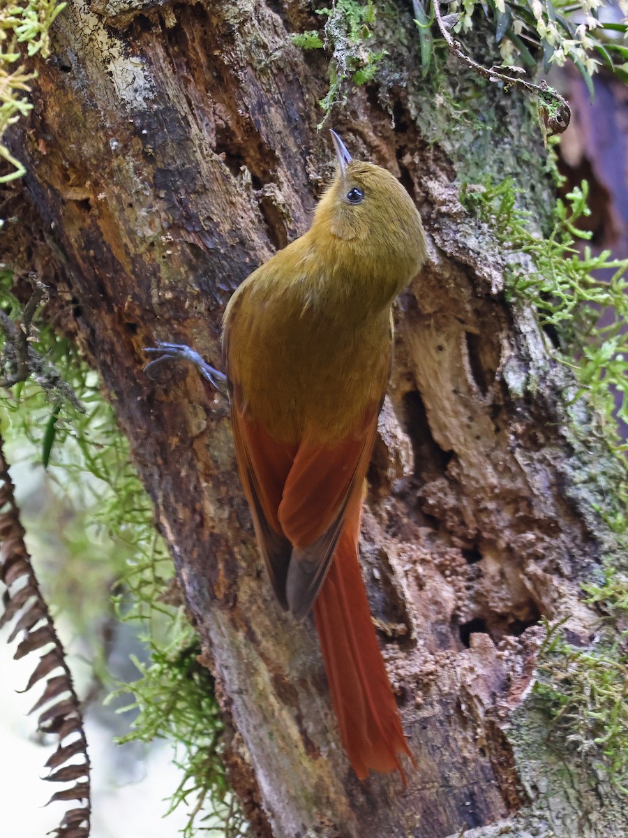 Olivaceous Woodcreeper - ML643948472