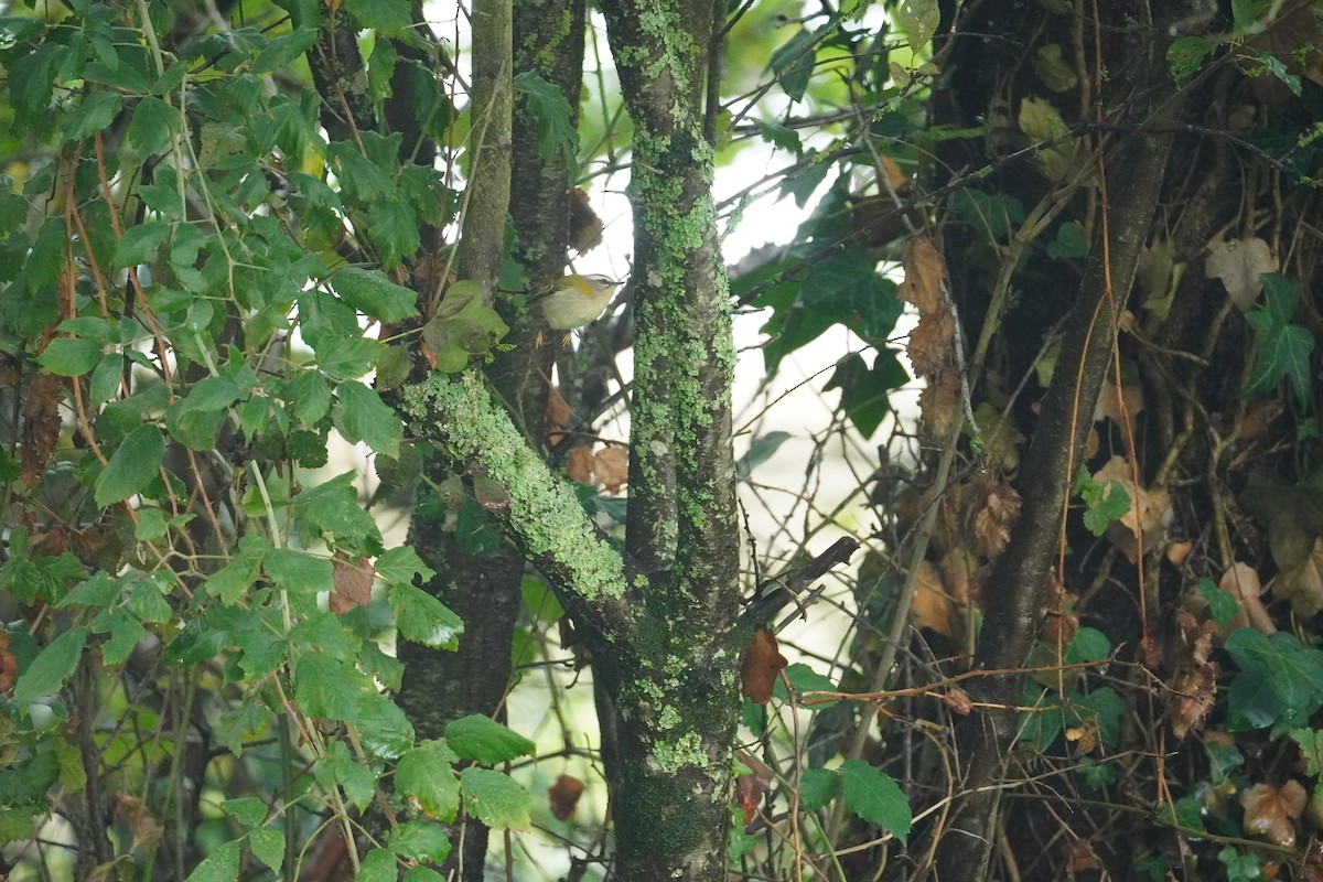 Common Firecrest - ML643948479