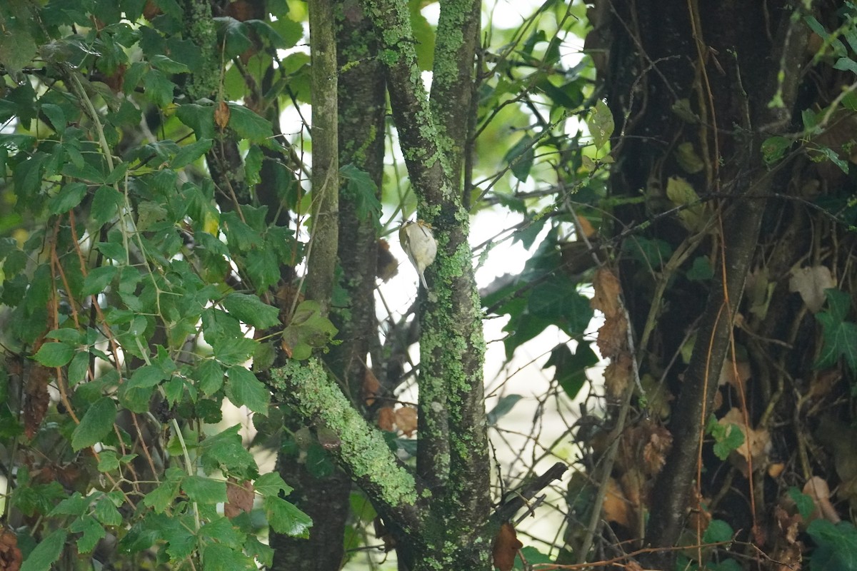 Common Firecrest - ML643948480