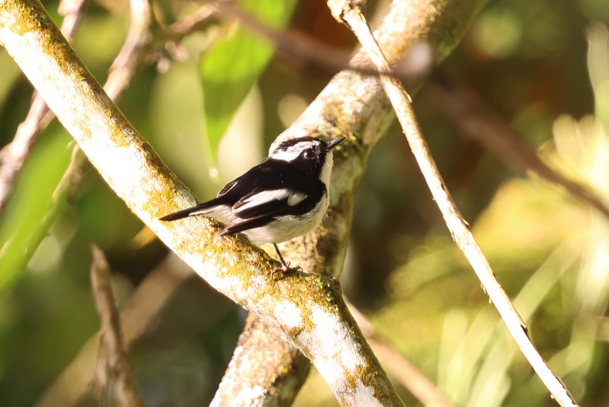 Little Pied Flycatcher - ML643948485