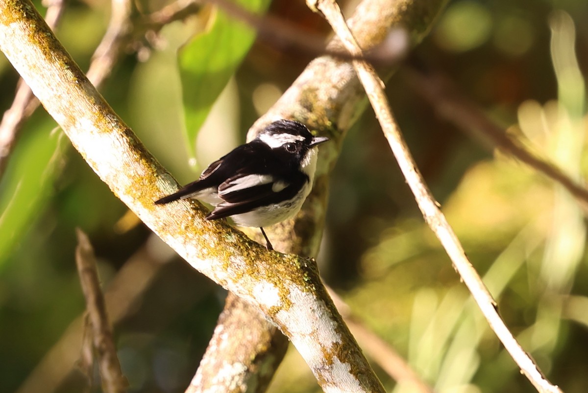 Little Pied Flycatcher - ML643948486