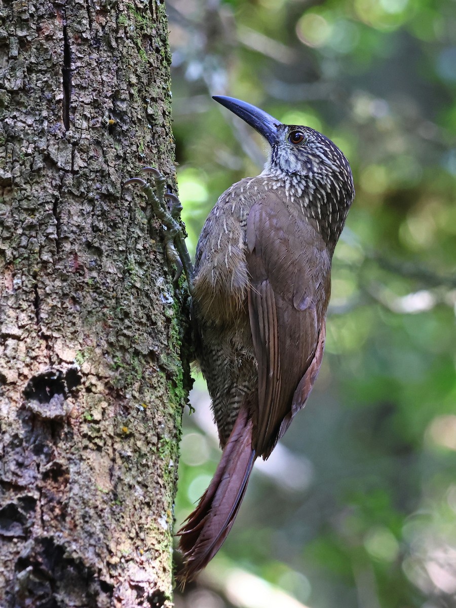 White-throated Woodcreeper - ML643948490