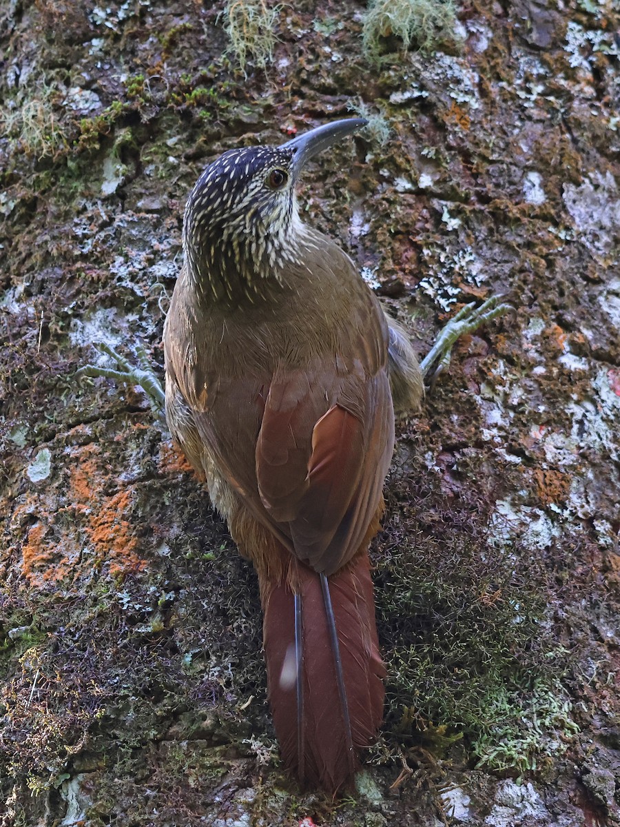 White-throated Woodcreeper - ML643948491