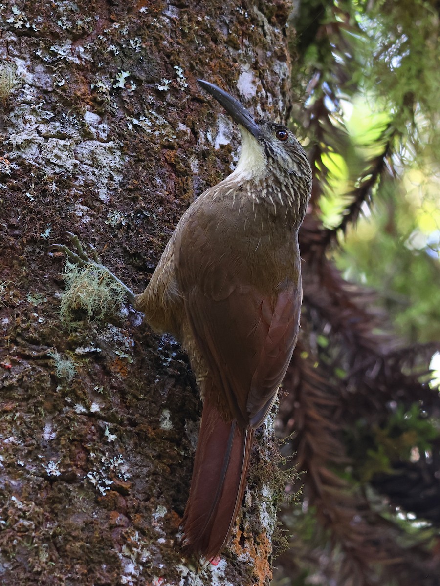 White-throated Woodcreeper - ML643948492
