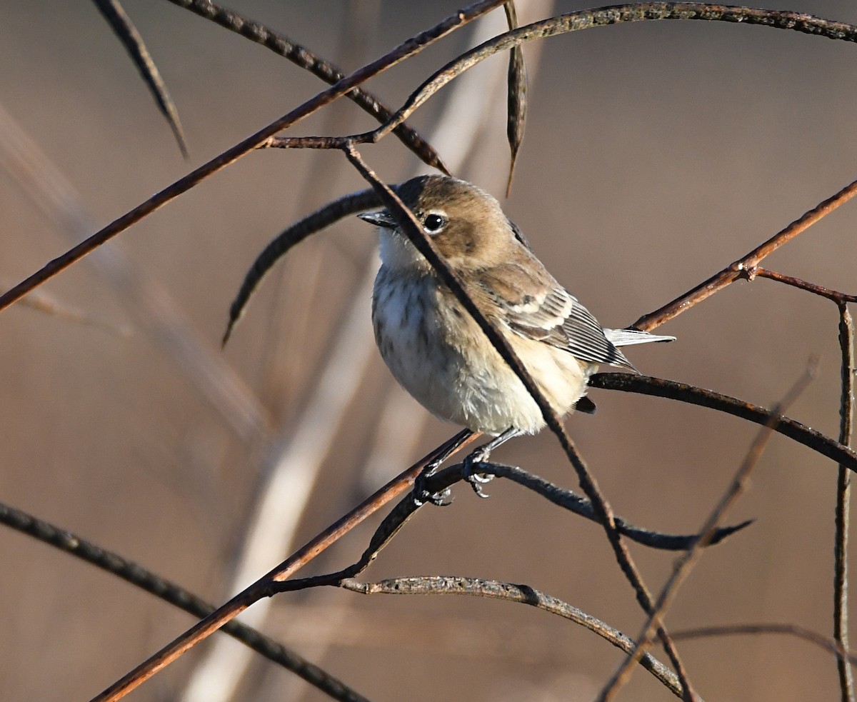 lesňáček žlutoskvrnný (ssp. coronata) - ML643948493