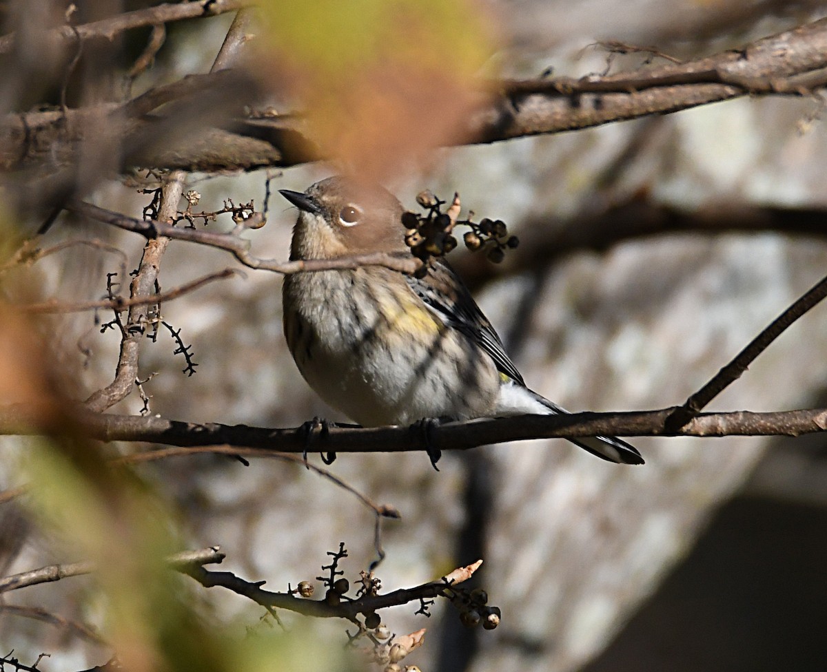 lesňáček žlutoskvrnný (ssp. coronata) - ML643948494