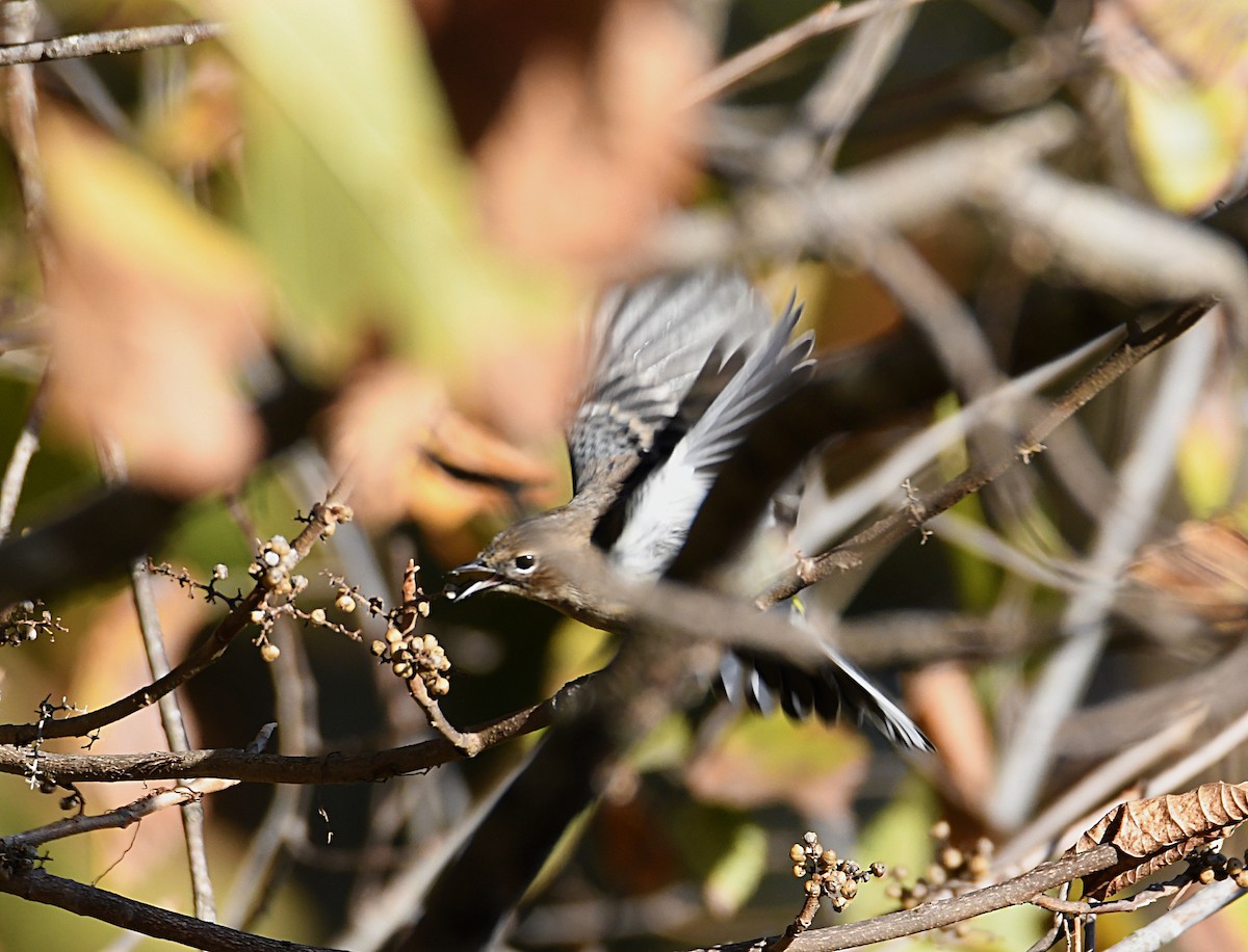 lesňáček žlutoskvrnný (ssp. coronata) - ML643948495
