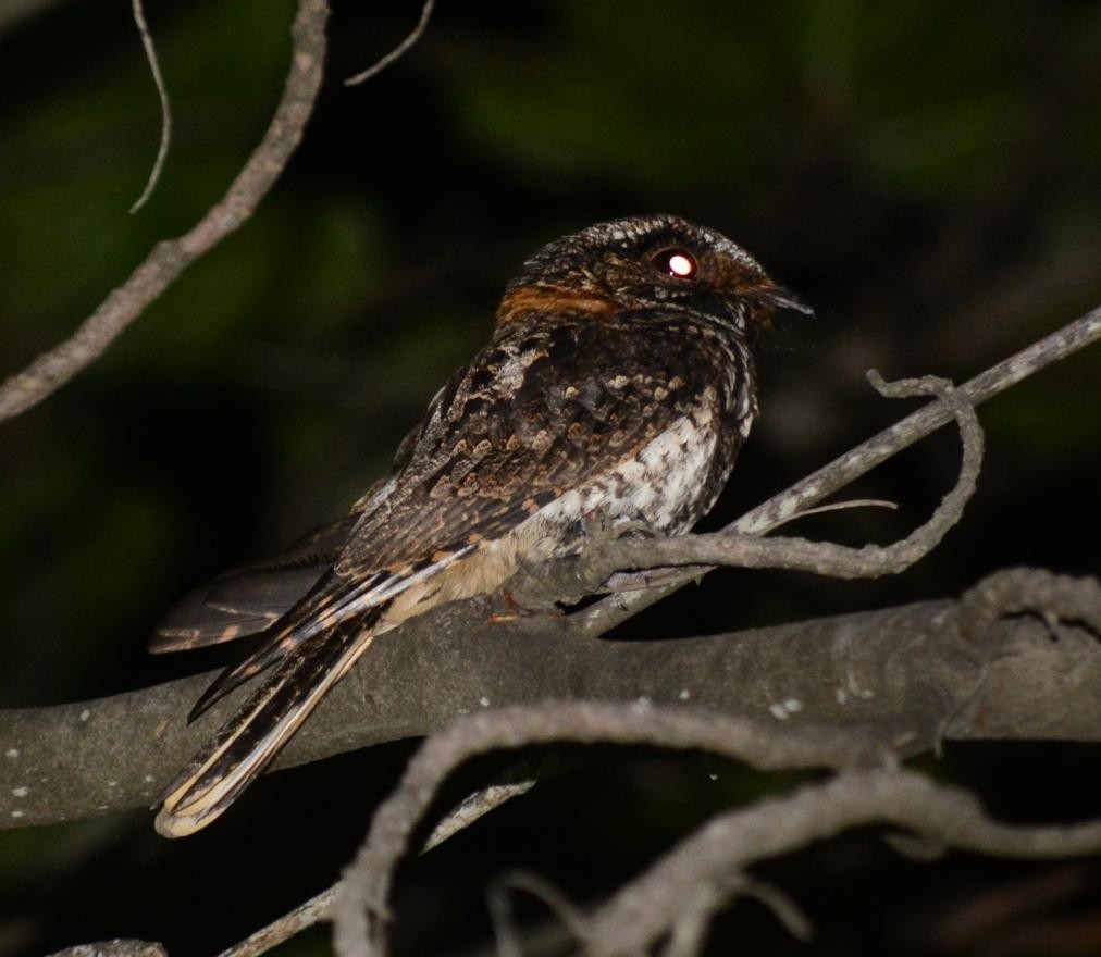 Гватемальский козодой - ML643948504