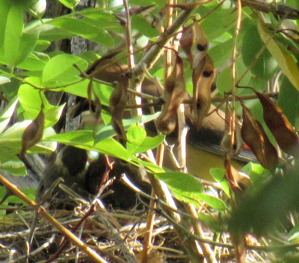 Cedar Waxwing - ML64394851