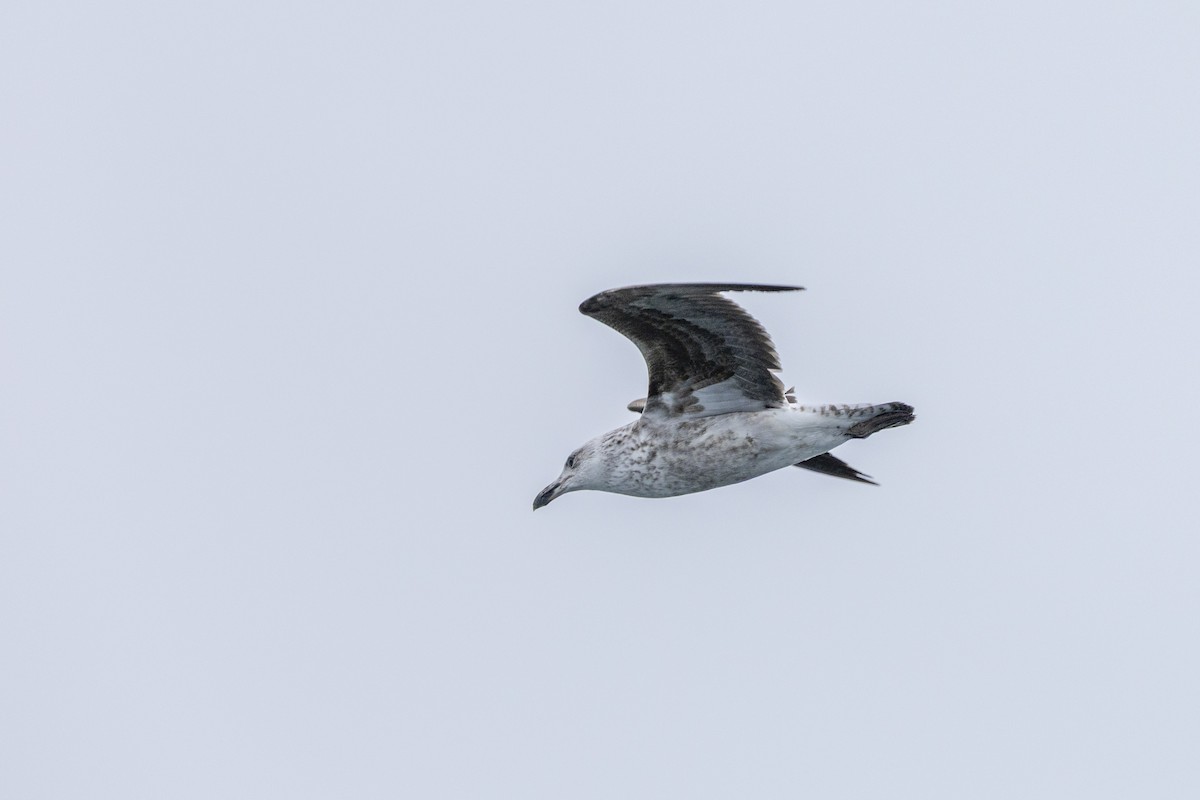 Kelp Gull - ML643948526