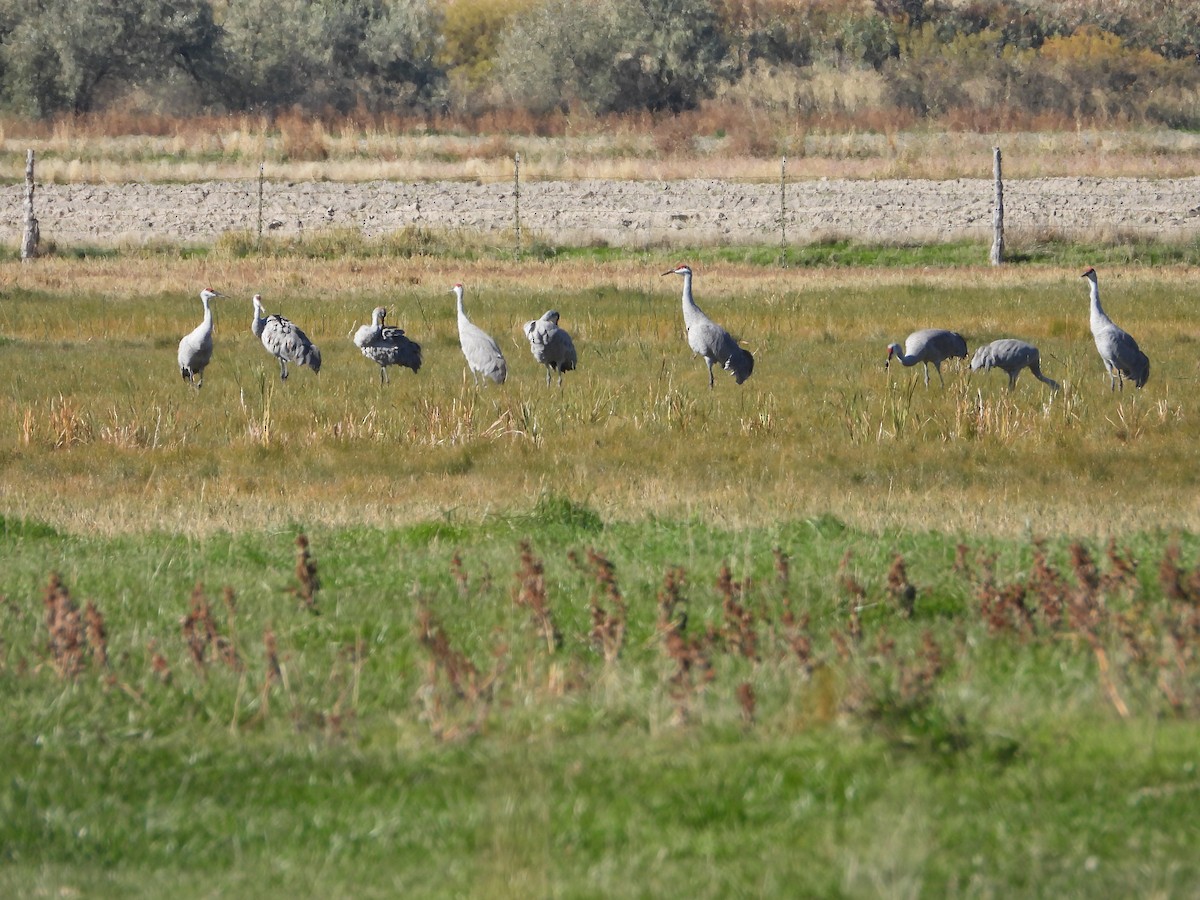 עגור קנדי - ML643948541