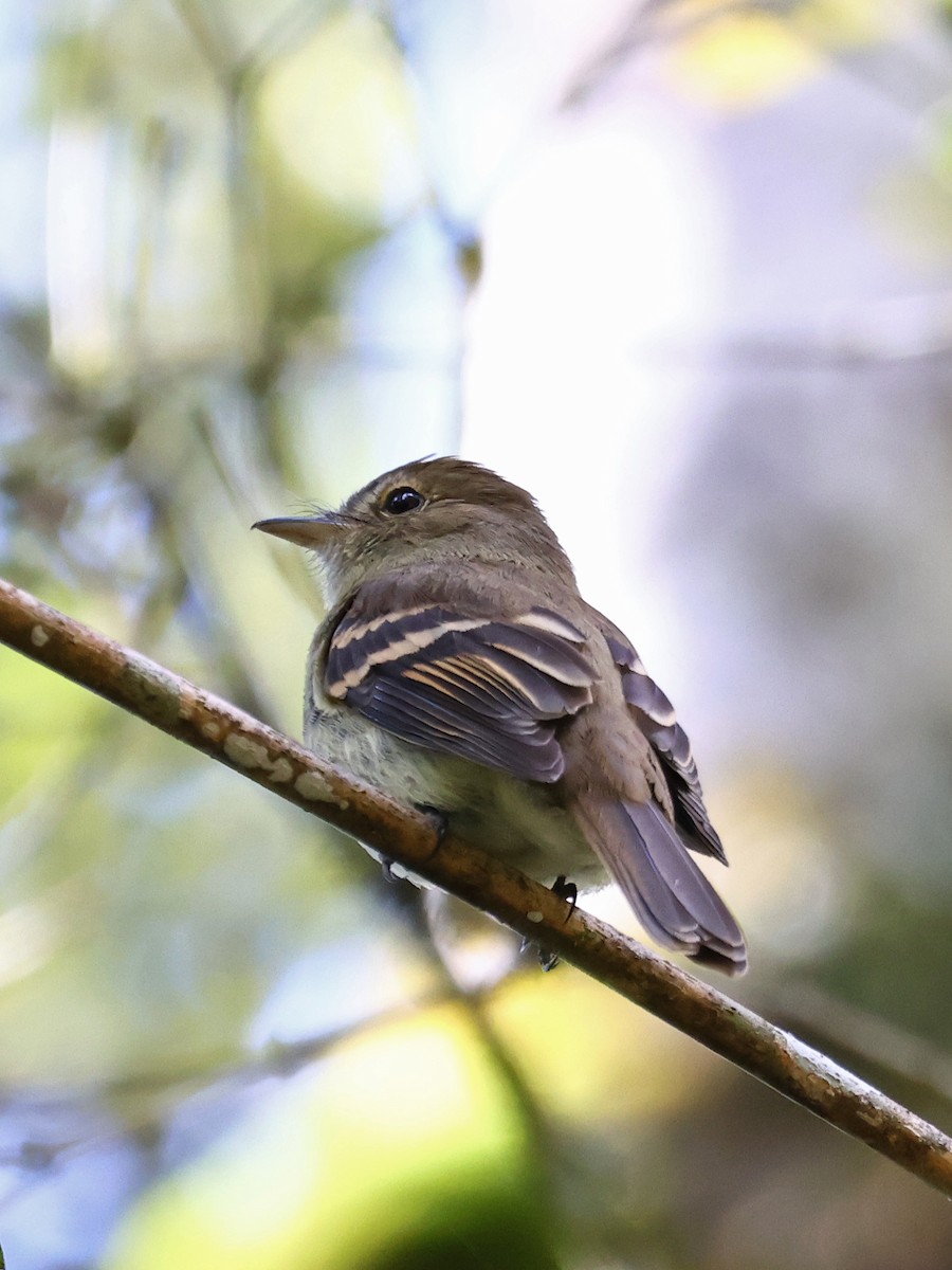 Euler's Flycatcher - ML643948555