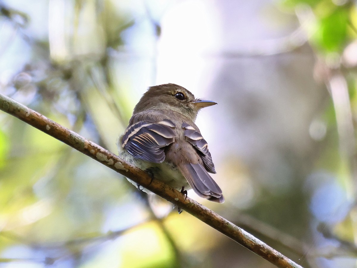 Euler's Flycatcher - ML643948556