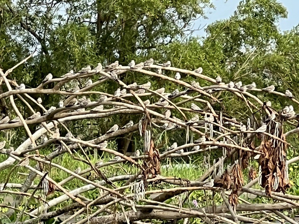 Sand-colored Nighthawk - ML643948577