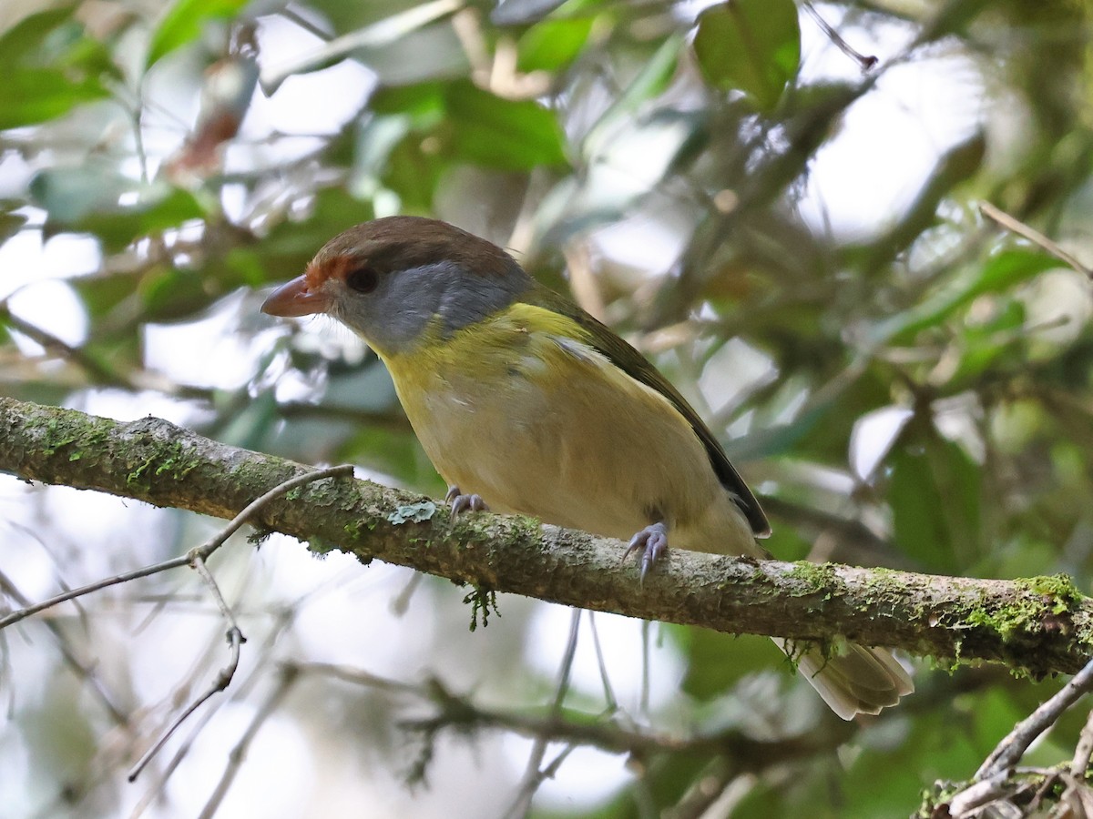 Rufous-browed Peppershrike - ML643948578