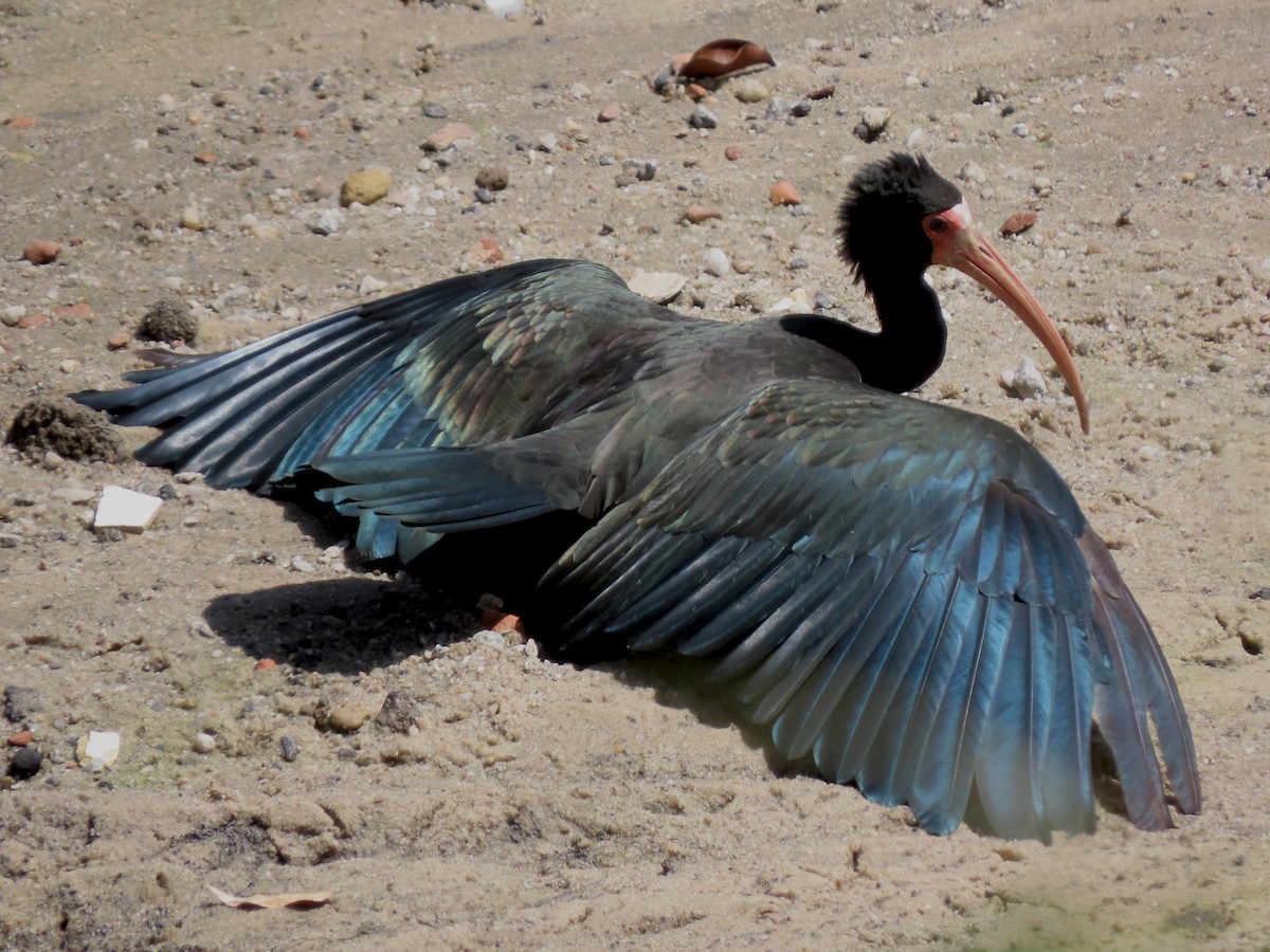 rødmaskeibis - ML643948583