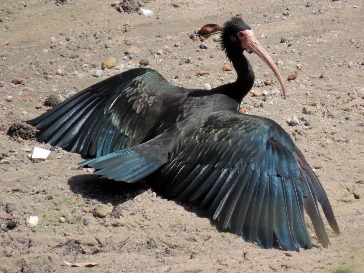 rødmaskeibis - ML643948584