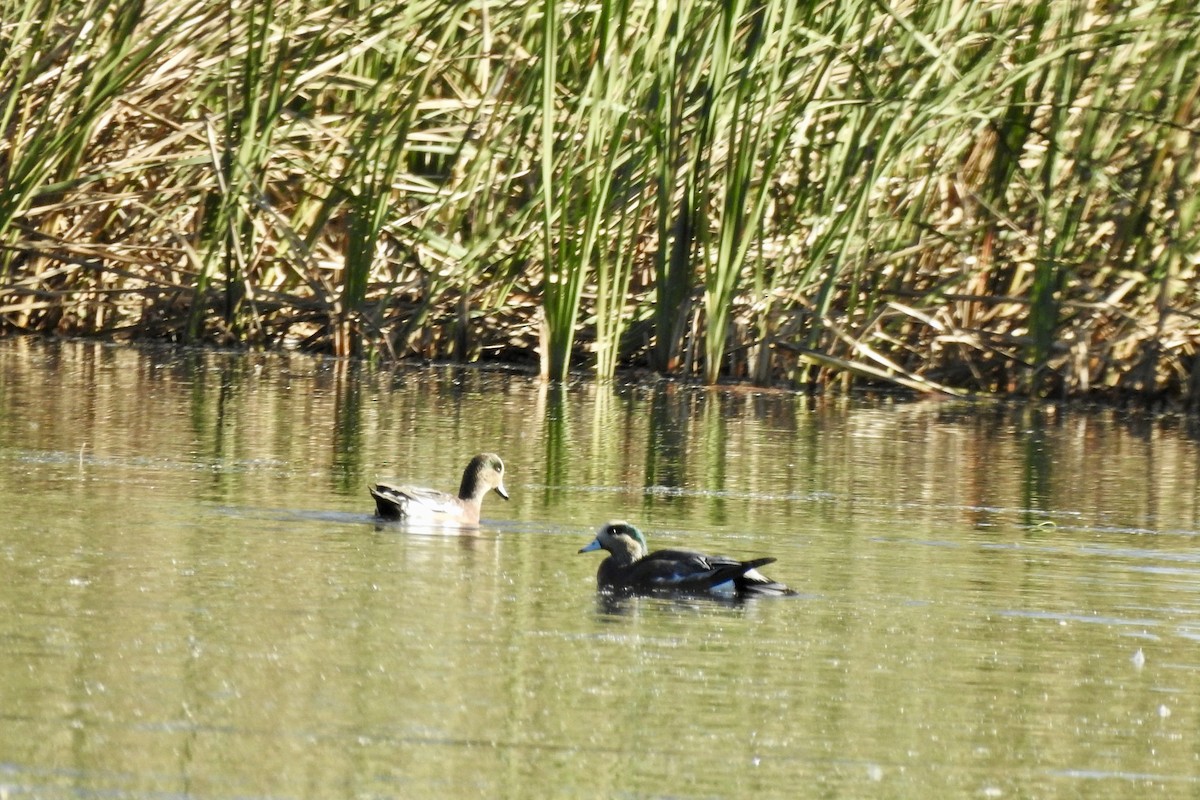 American Wigeon - ML643948591