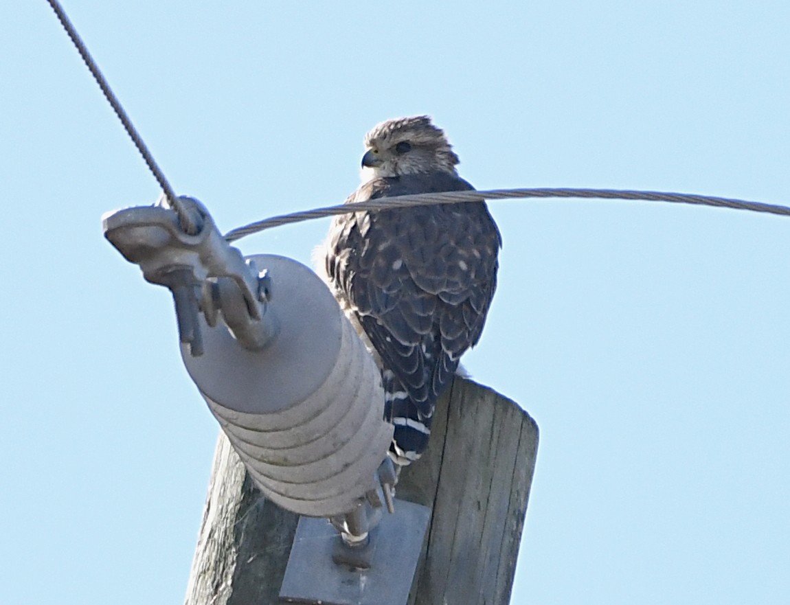 dřemlík tundrový (ssp. columbarius) - ML643948593