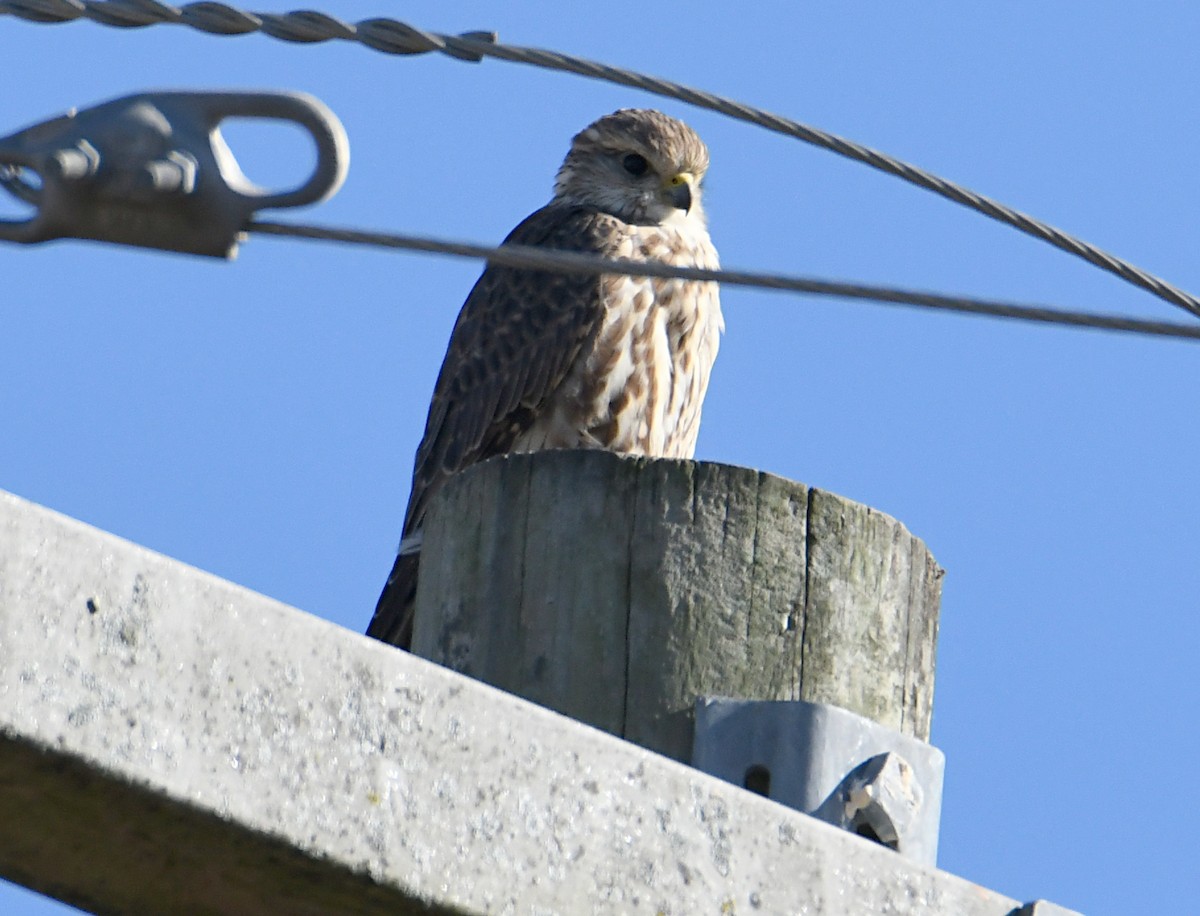 dřemlík tundrový (ssp. columbarius) - ML643948594