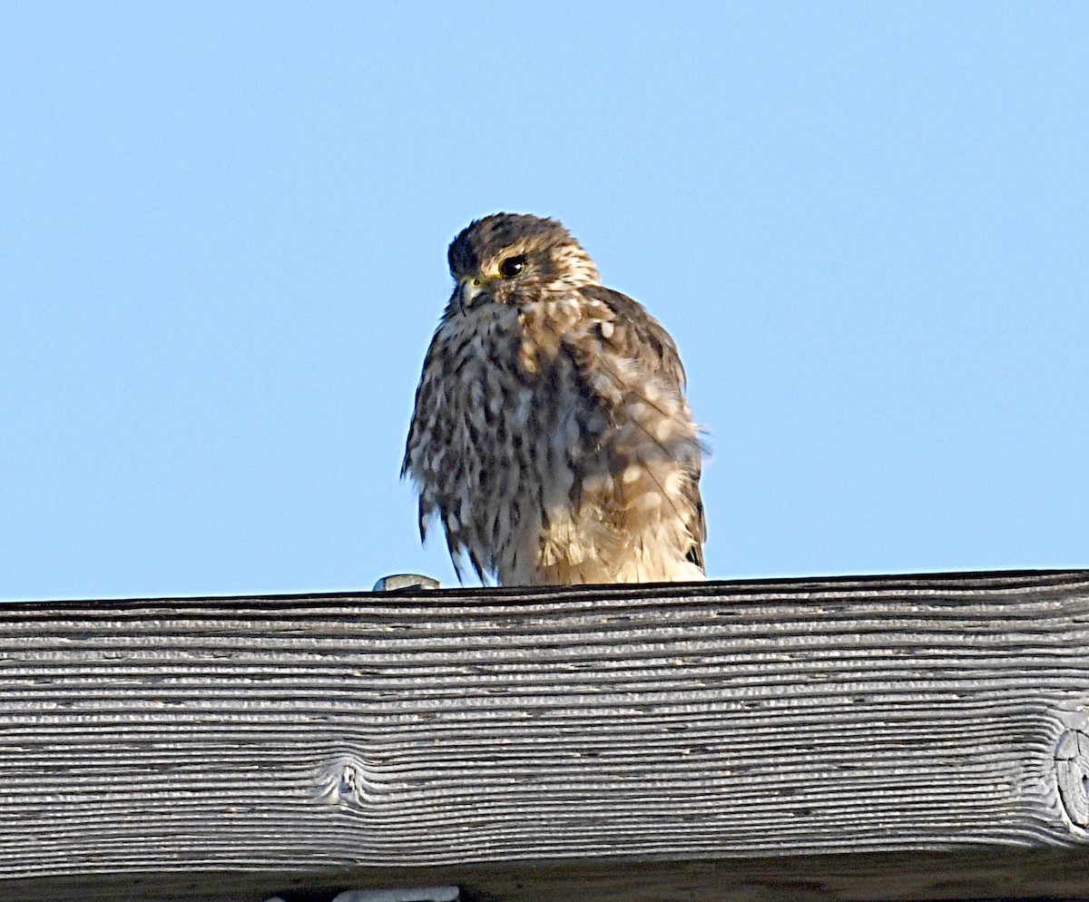 dřemlík tundrový (ssp. columbarius) - ML643948595