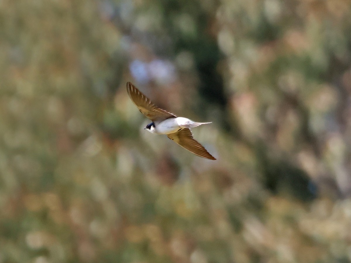 White-rumped Swallow - ML643948596