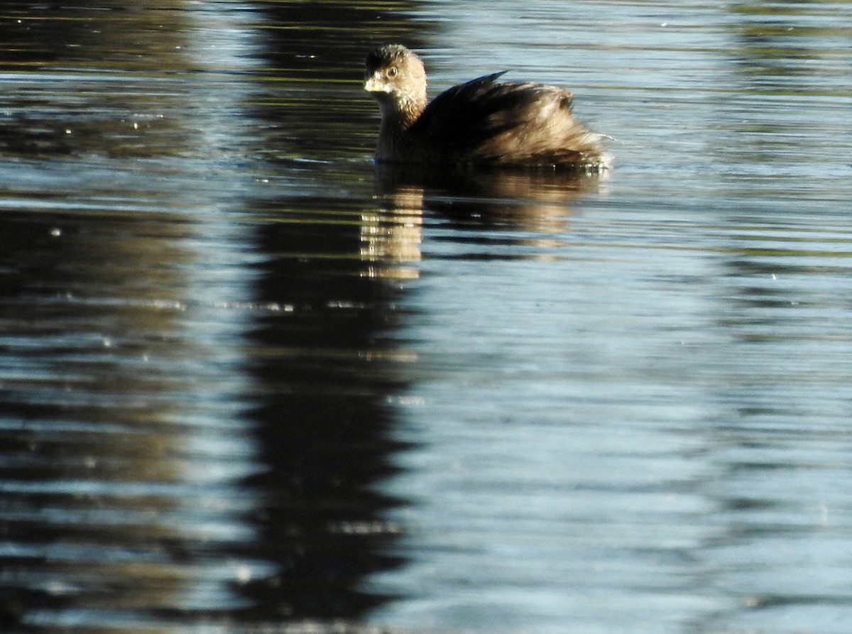 Pied-billed Grebe - ML643948615