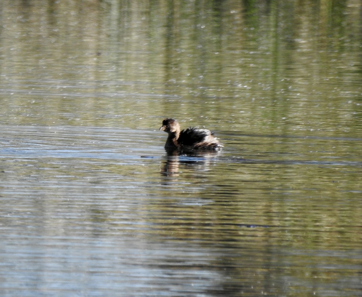 Pied-billed Grebe - ML643948616