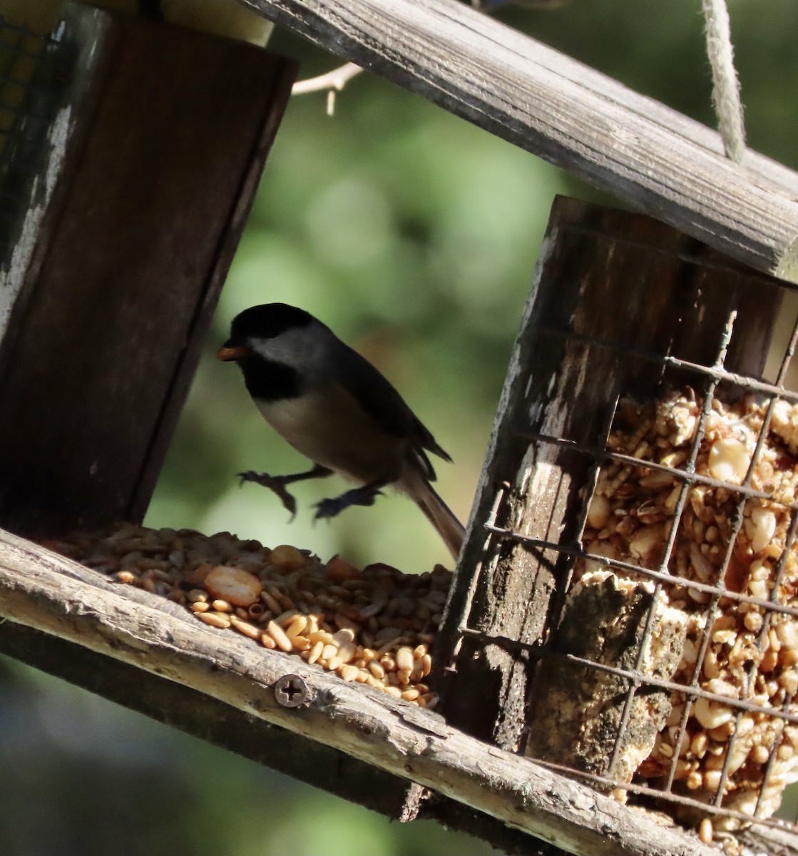 Carolina Chickadee - ML643948620