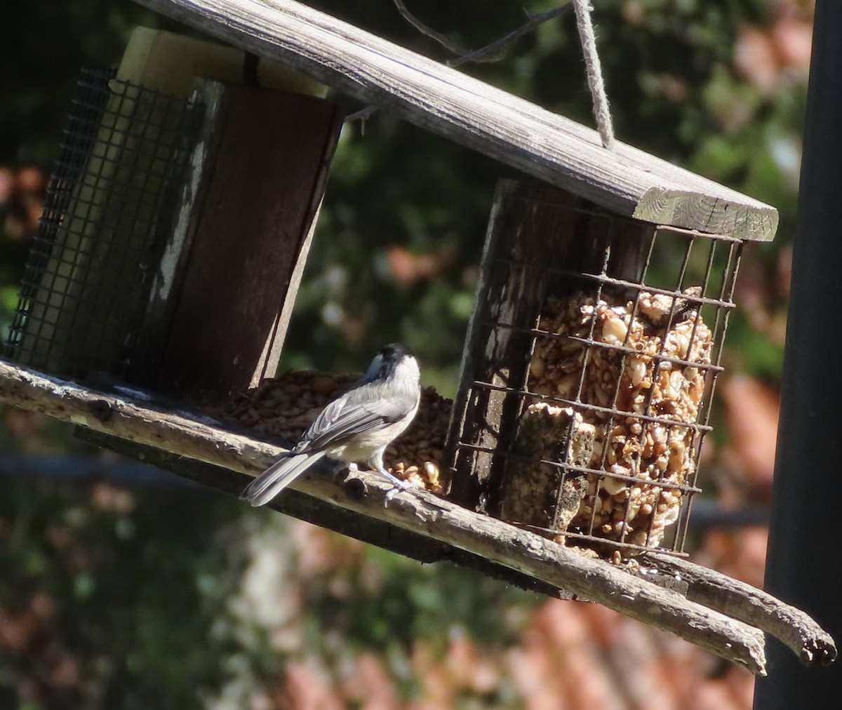 Carolina Chickadee - ML643948621